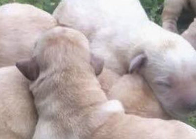 Cachorros Labrador Retriever | Kowalski Retriever